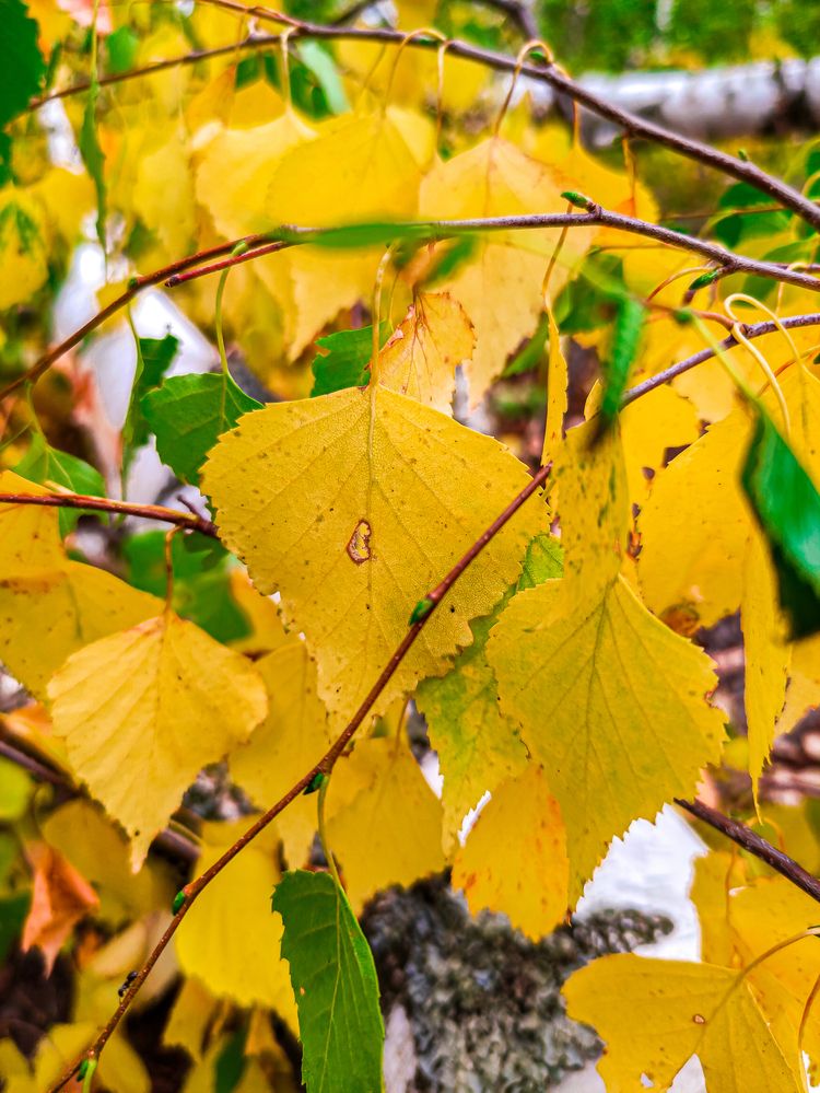 Фотография автора Александр Хухлов