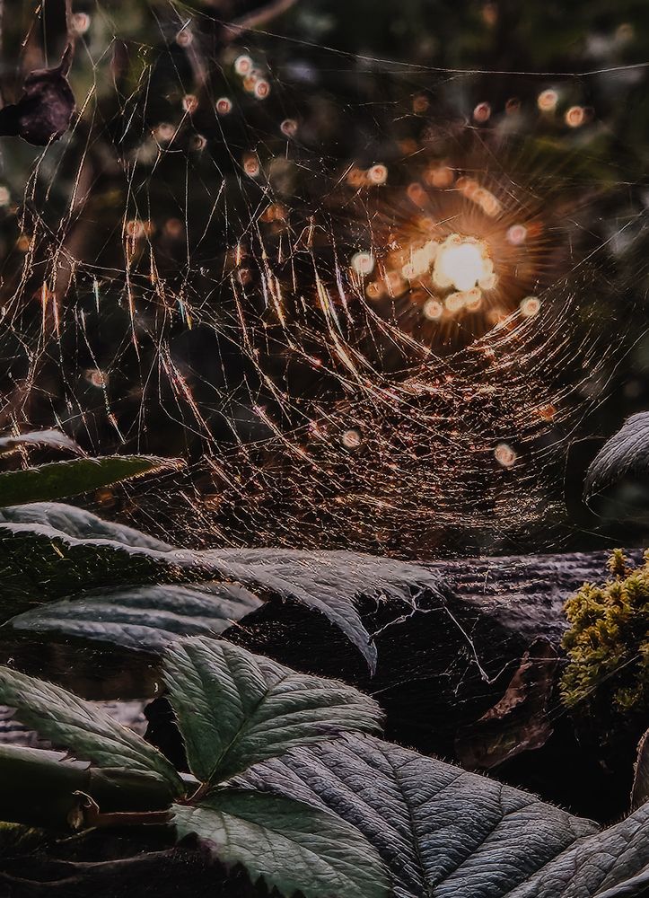 Photograph by Кристина Альшанская