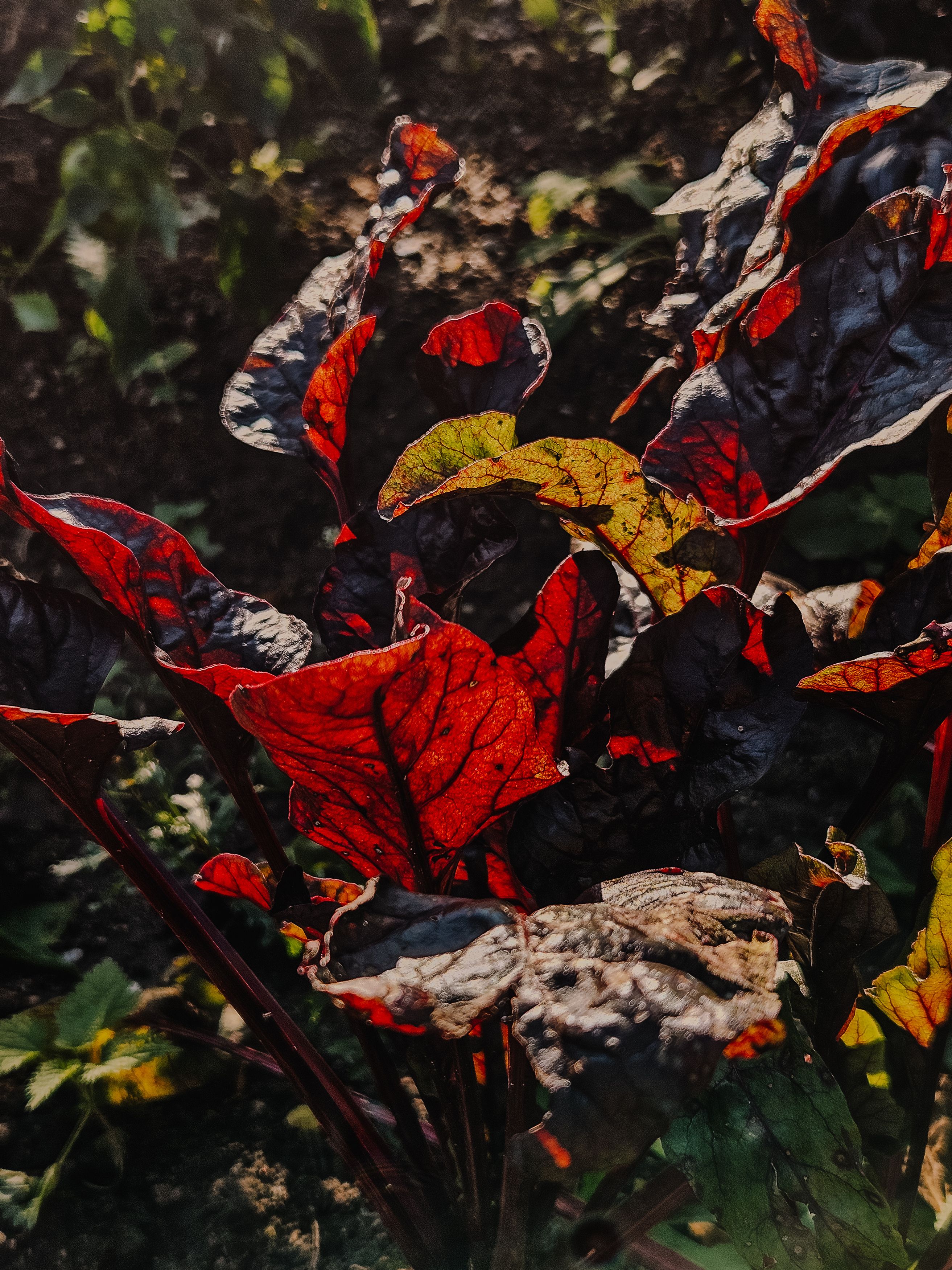 Photograph by Кристина Альшанская