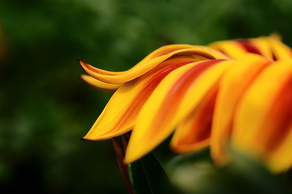 Photograph by Nobu-Oh