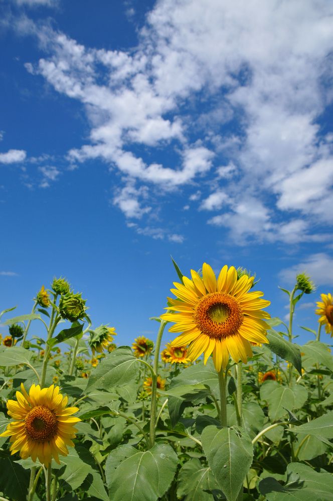 Photograph by Nobu-Oh