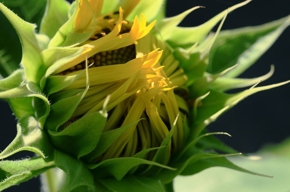 Photograph by Nobu-Oh