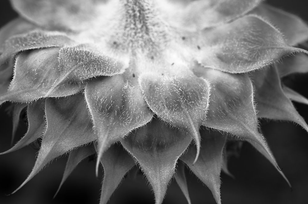 Photograph by Nobu-Oh