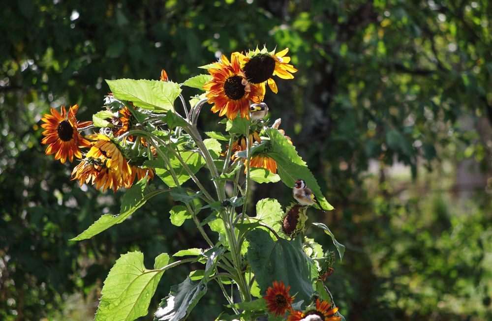 Фотография автора Владимир Каштанов