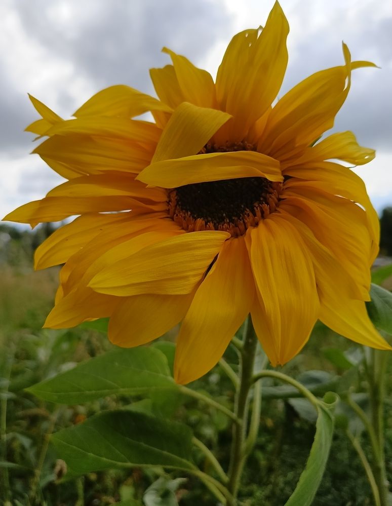 Photograph by Лариса Натальская