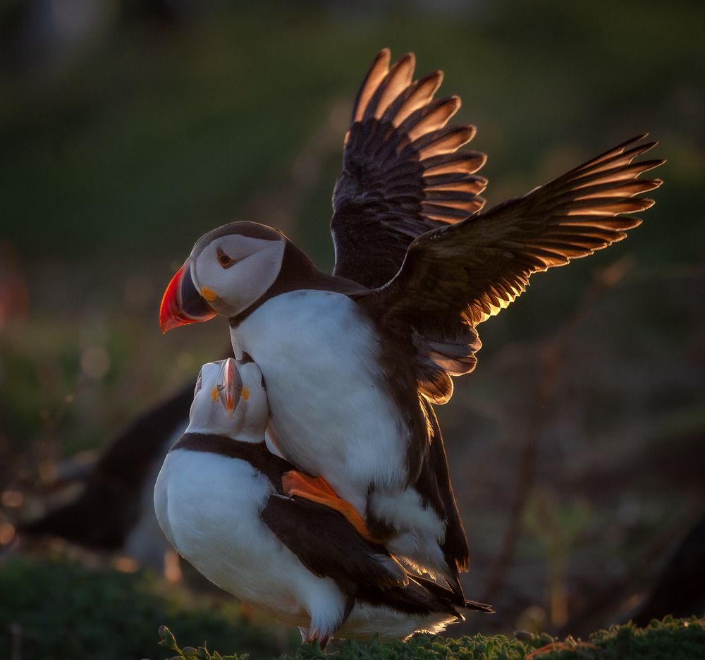 Photograph by Harsha Devalla