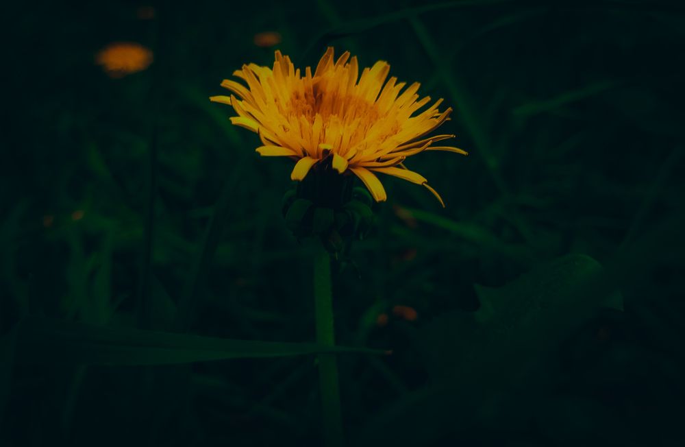 Photograph by Елена Ерасова