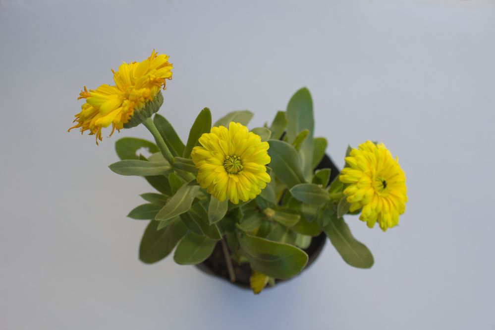 Photograph by Guillermo Topp