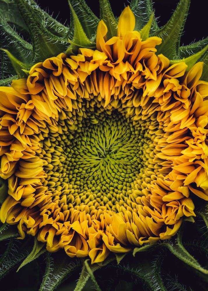 Фотография автора  Eirene