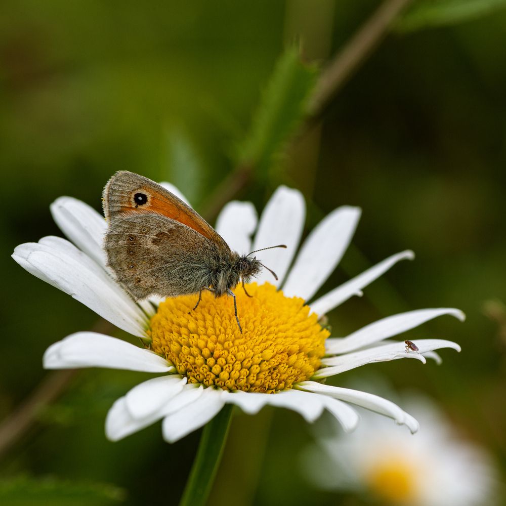 Photograph by Юлия Александровна