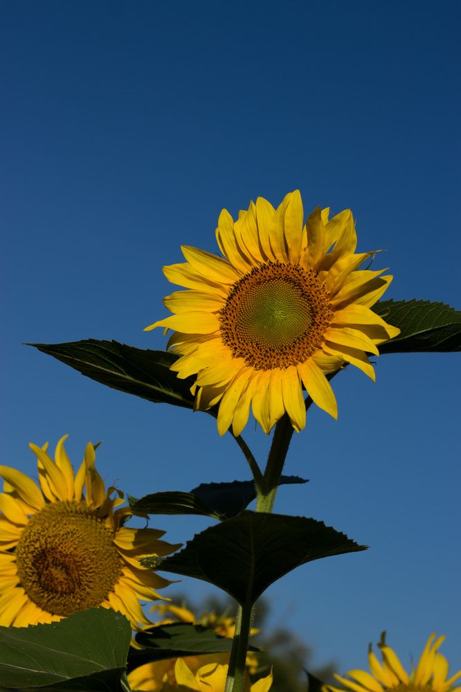 Photograph by АЛЛА ТАРАСЕНКО