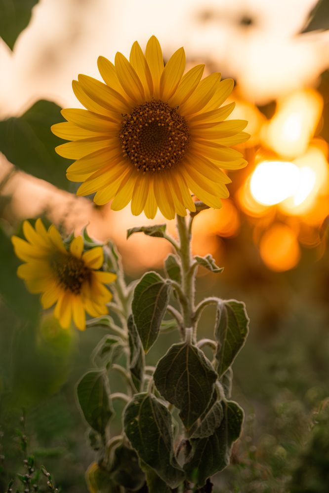 Photograph by Veronika Biró