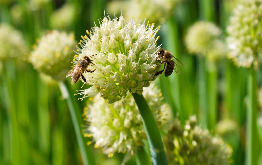 На сладенькое