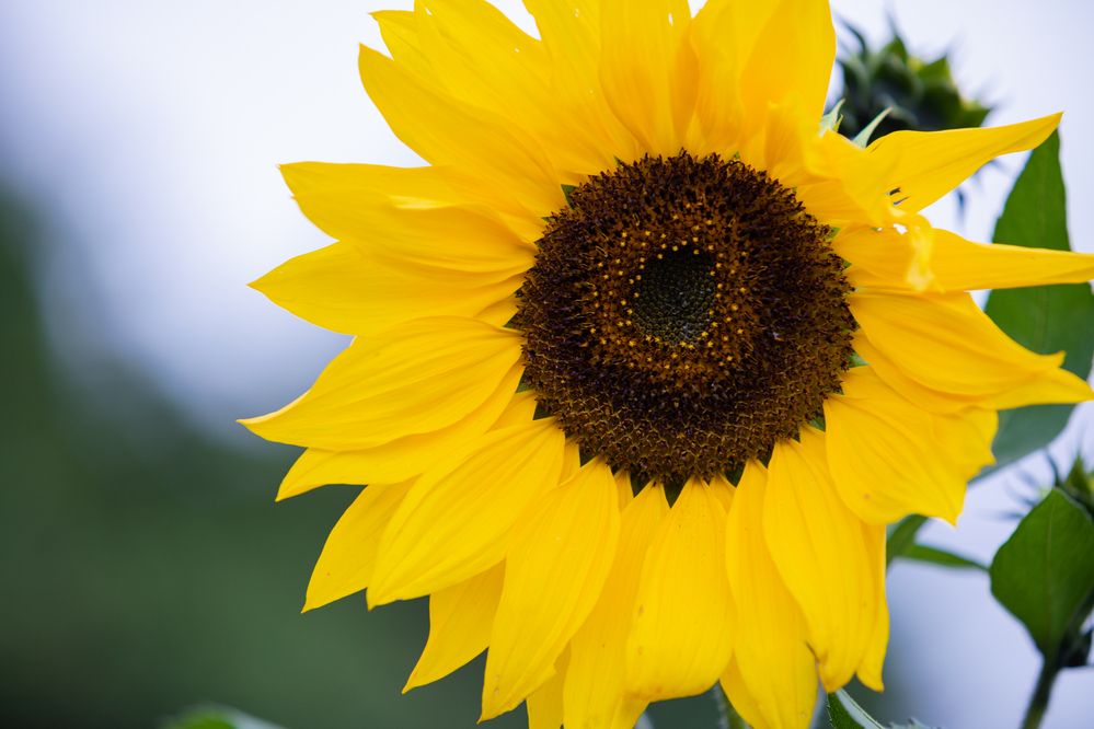 Photograph by Trivet Antony