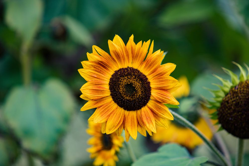 Photograph by Trivet Antony