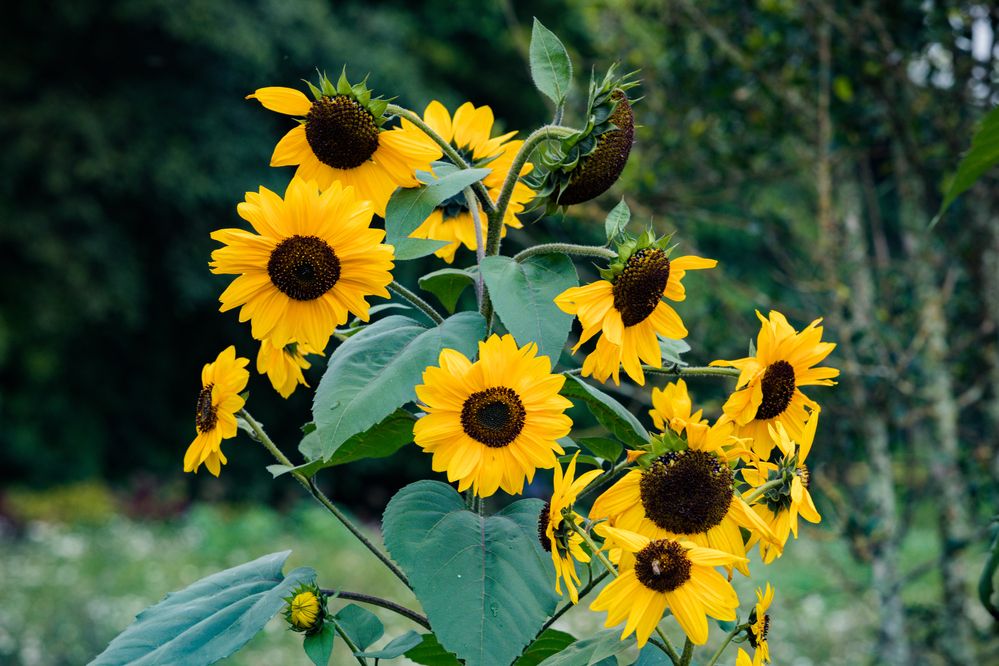 Photograph by Trivet Antony