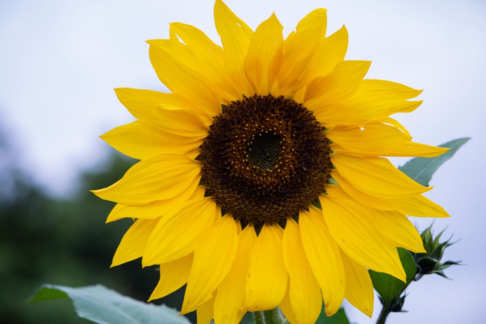 Photograph by Trivet Antony