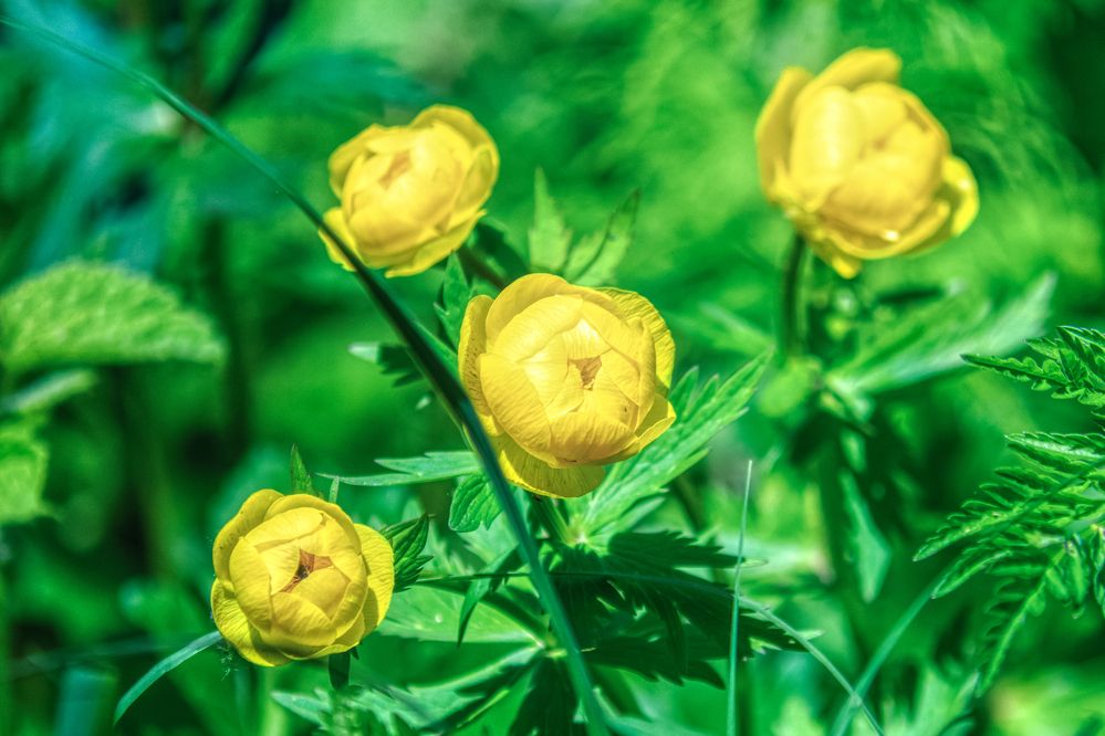 Фотография автора Oleg Podlesnykh