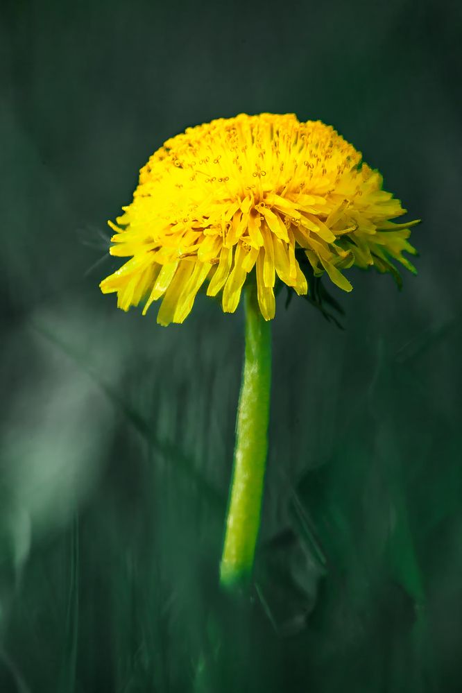 Фотография автора Oleg Podlesnykh