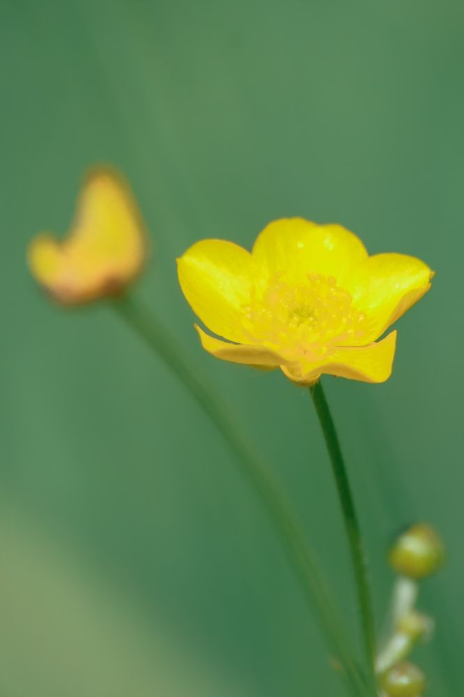 Фотография автора Oleg Podlesnykh