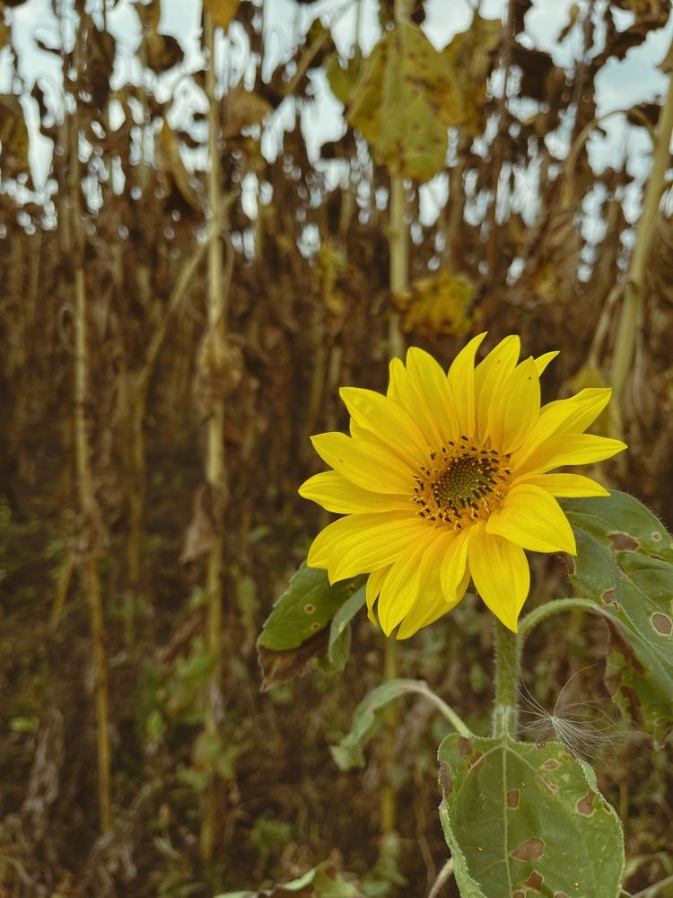 Photograph by Ольга Ручьева