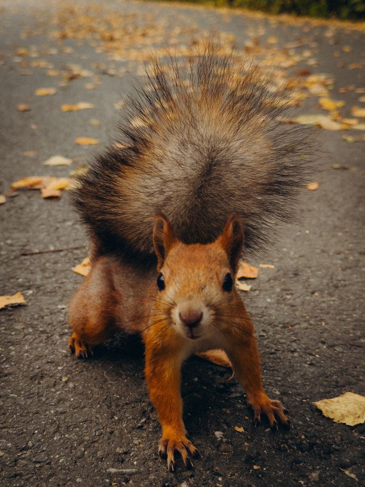 Photograph by Алёна Горошко