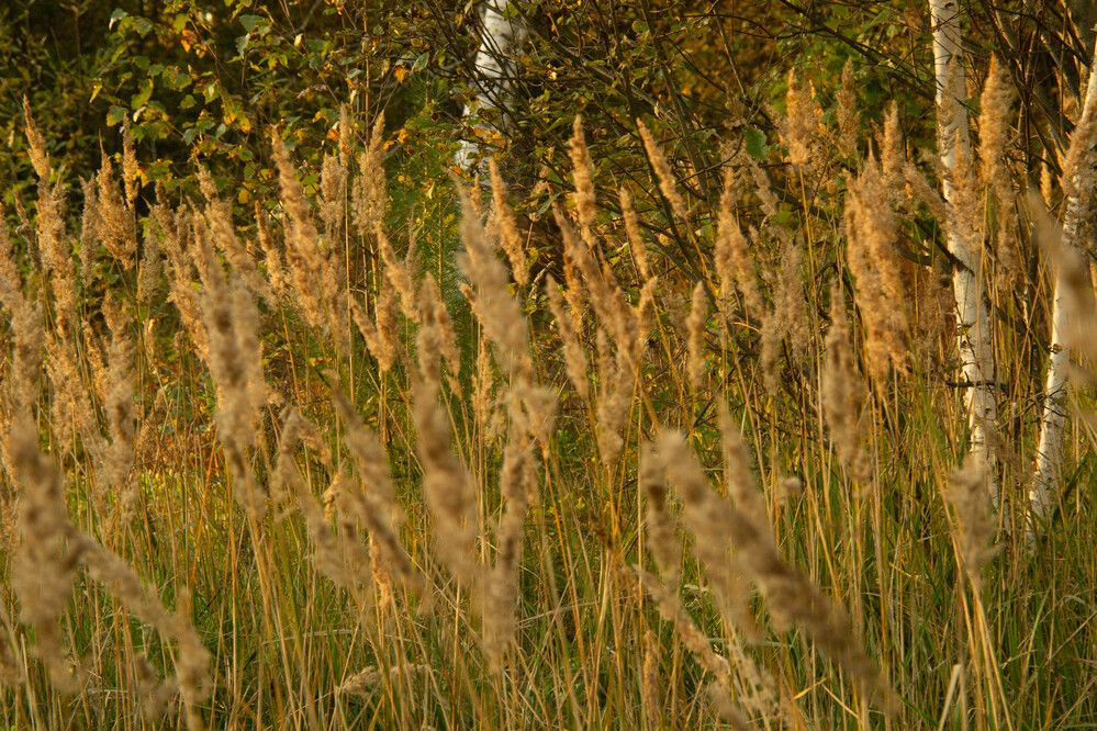 Photograph by Денис Хасанов