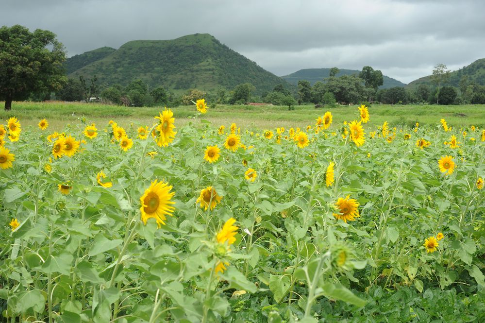 Фотография автора NARAYAN PATEL