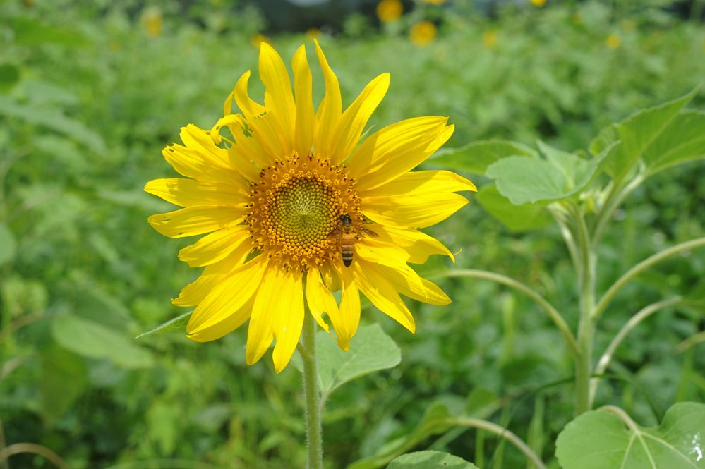 Фотография автора NARAYAN PATEL