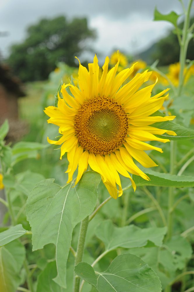 Фотография автора NARAYAN PATEL