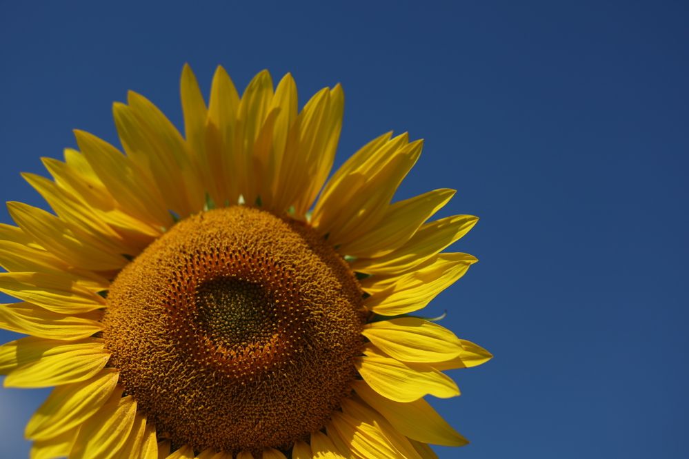 Photograph by Elena Mogilevich