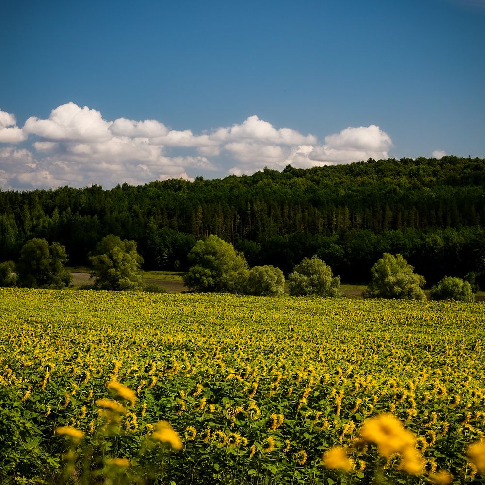 Photograph by Elena Mogilevich