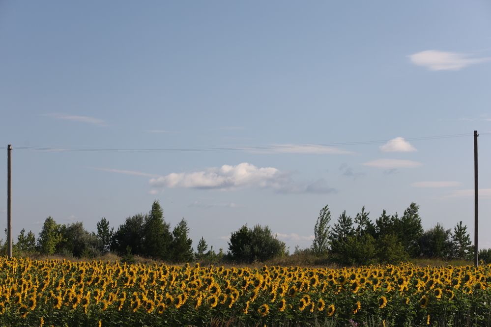 Photograph by Elena Mogilevich