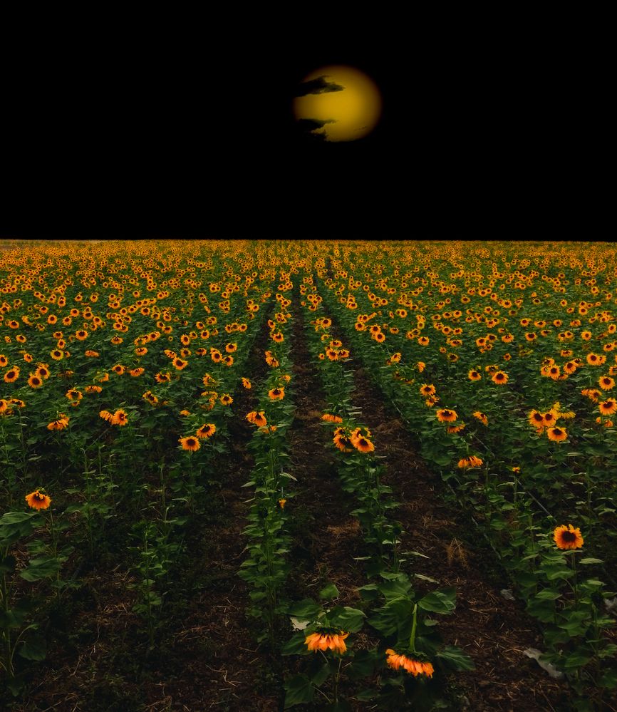 Sunflowers