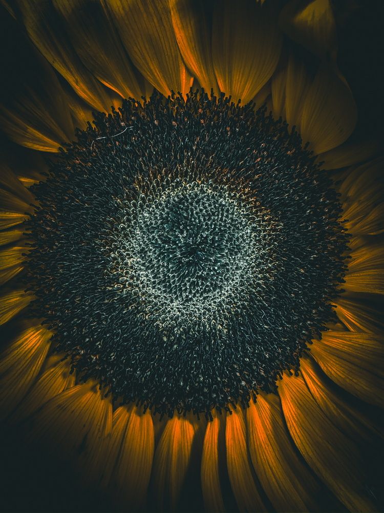 Photograph by Анна Пигулевская