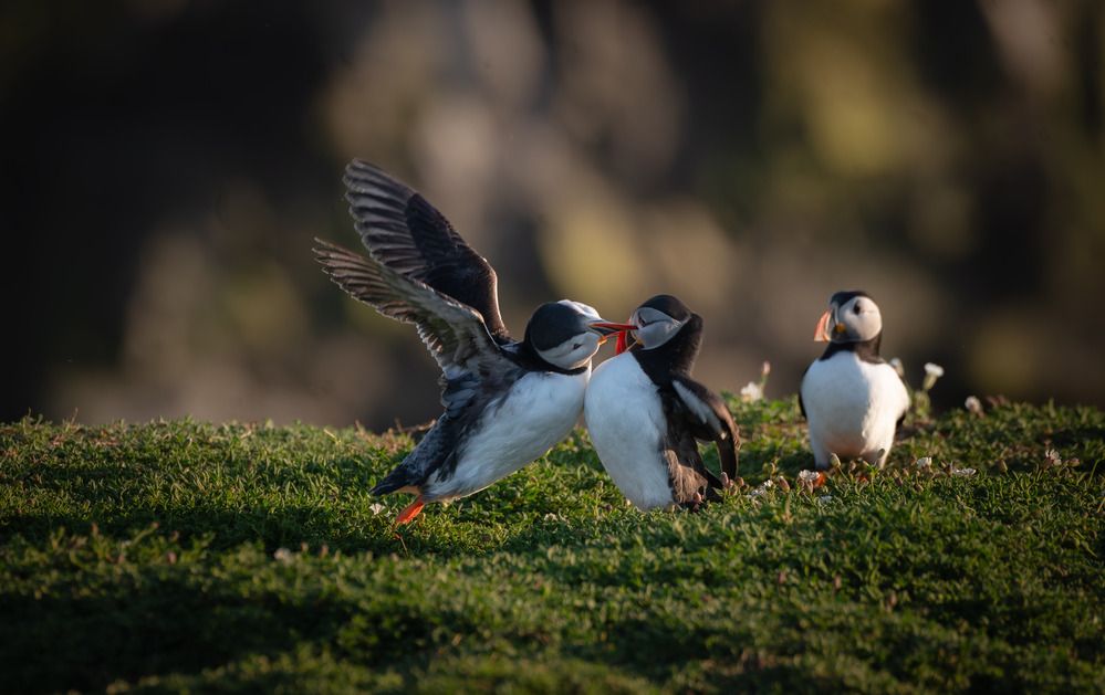 Photograph by Harsha Devalla