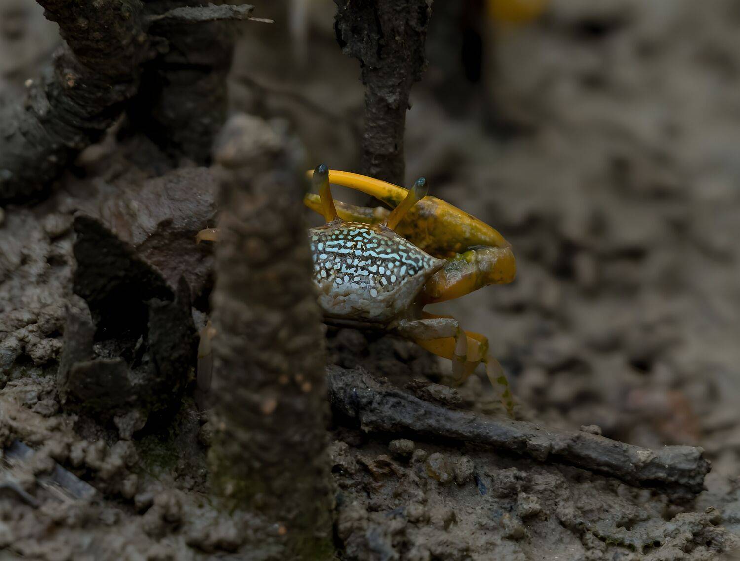 Rhythms of the Shore