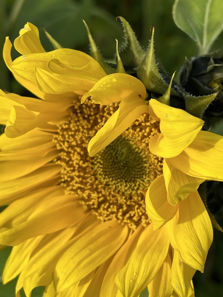 Photograph by Eugenia Schmidt