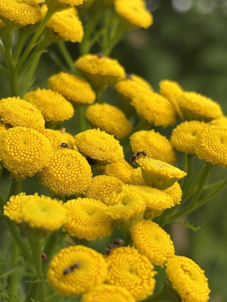 Photograph by Ketsia Samano