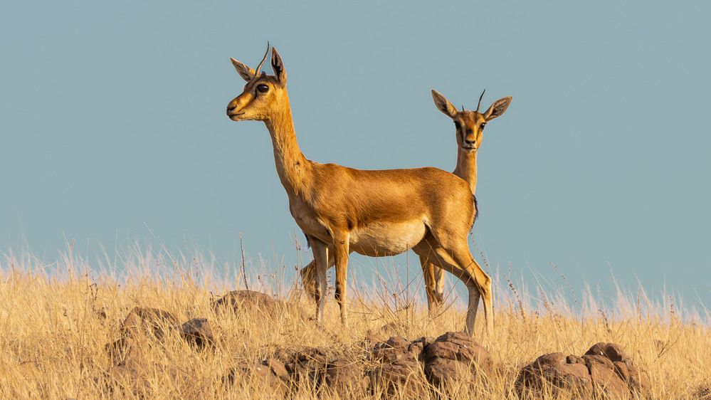 Photograph by Mahesh Kumar V Kolekar