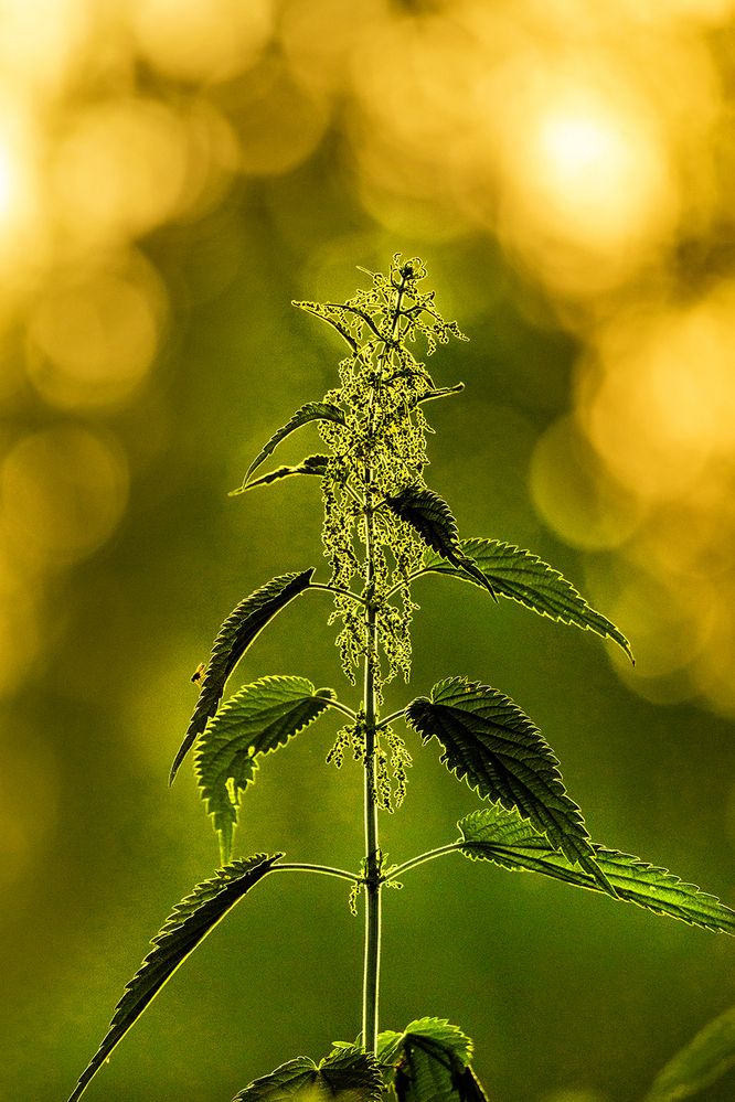 Photograph by Алексей Окунеев