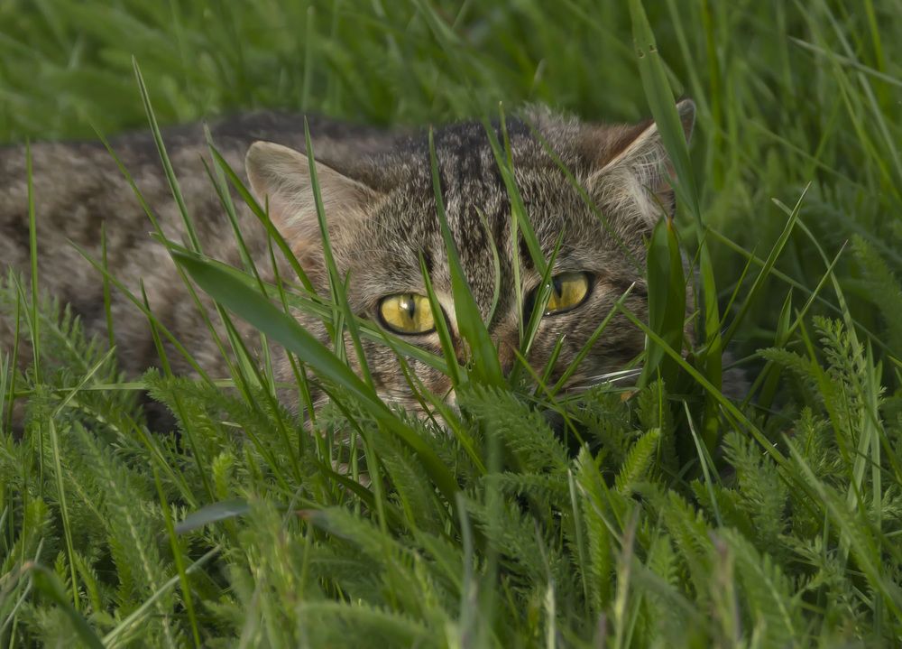 Фотография автора Дейнекина Галина