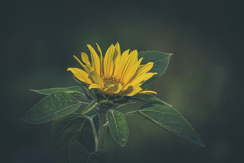 Photograph by Ljudmilla Pavljutsenkova