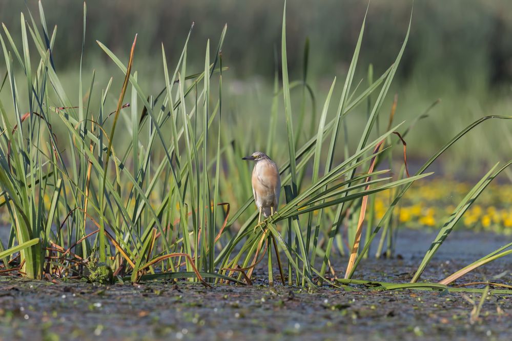 Фотография автора Гарус Виктория