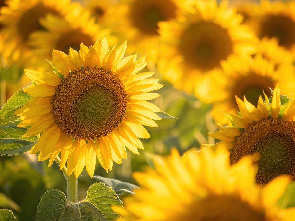 Photograph by Pucs Fongabe