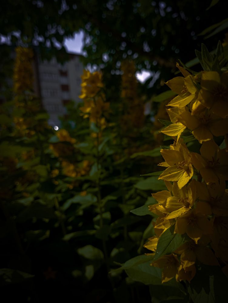 Photograph by Елена Ерасова