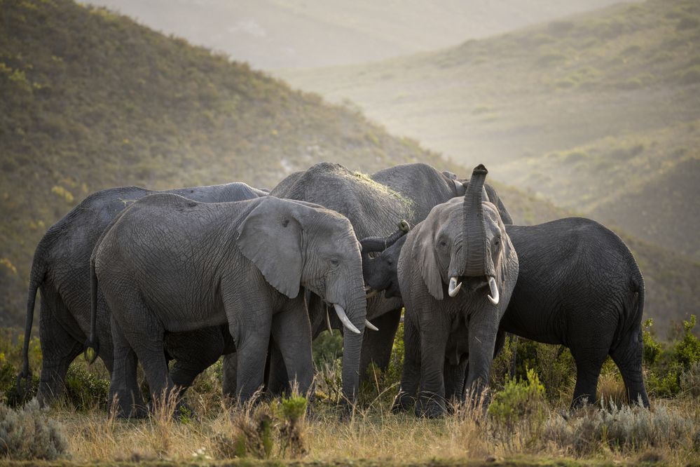 Elephant Herd