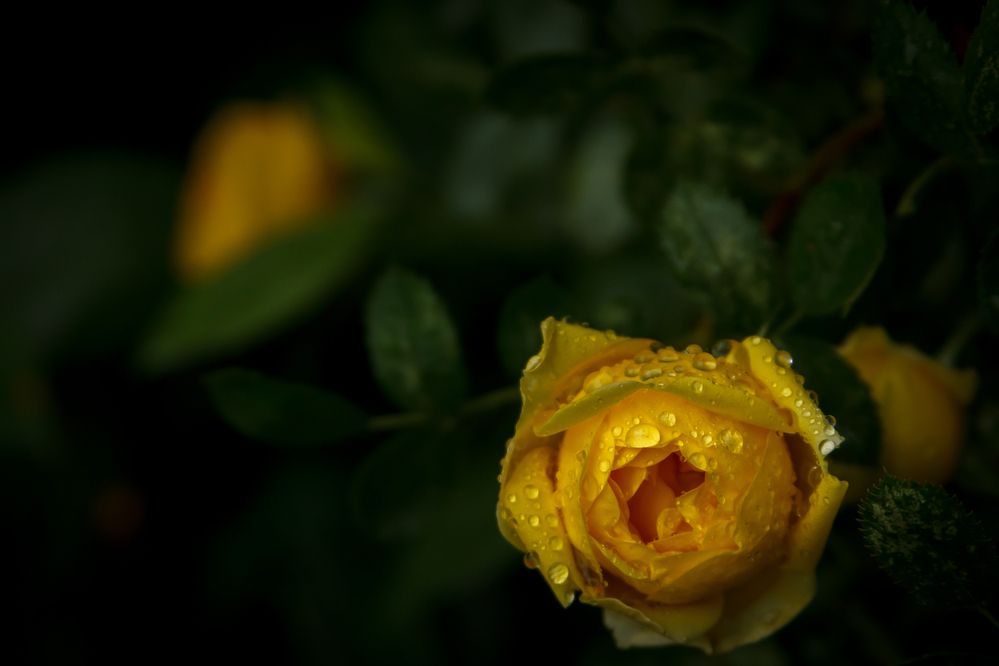 Photograph by Татьяна Гороховская