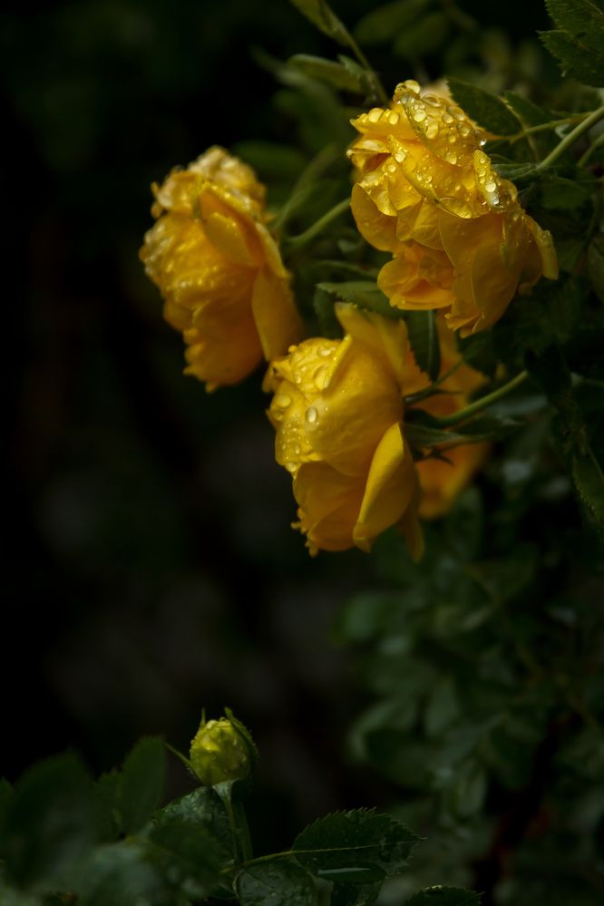 Photograph by Татьяна Гороховская