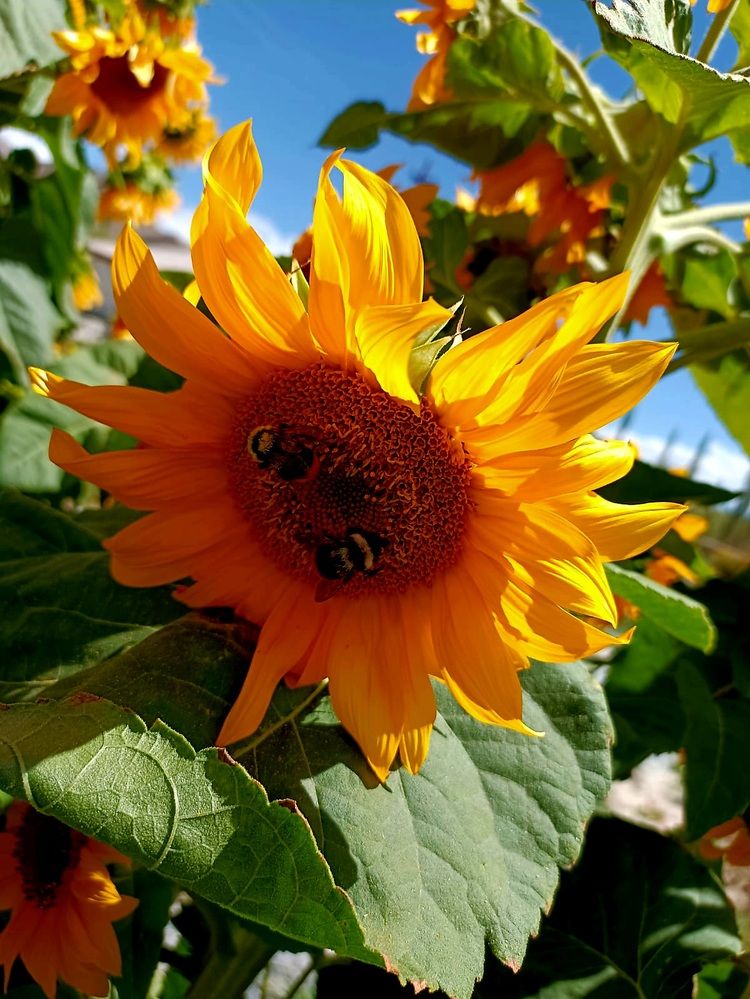 Photograph by Rahul Raman